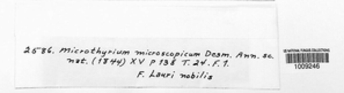 Microthyrium image